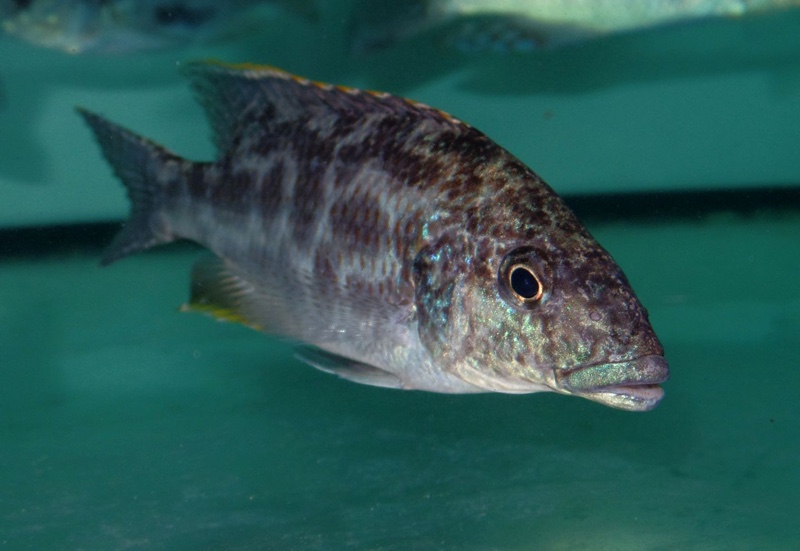 Nimbochromis linni